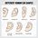 Different Ear Shapes Human