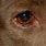 Dog Eye Scratch