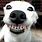 Dog Smiling Teeth
