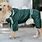 Dog in Tracksuit