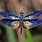 Dragonflies Wings