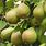 Dwarf Pear Trees Varieties