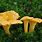 Edible Forest Mushrooms