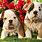 English Bulldog Puppies Wallpaper