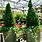 Evergreen Potted Plants Outdoor