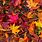 Fall Leaves iPhone Background