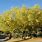 Fast Growing Desert Shade Trees