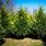 Fastest Growing Evergreen Trees