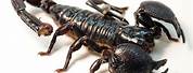 Female Scorpion JPEG Images
