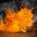 Flame Cat
