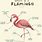 Flamingo Anatomy