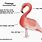 Flamingo Diagram