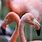 Flamingo Real Life