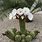 Flores De Cactus