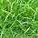 Florida Grass Weeds Identification