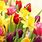 Flower Art Spring Desktop Wallpaper