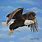 Flying Bald Eagle Painting