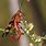 Flying Scorpion Bug