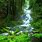Forest Water Wallpaper