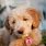 Free Goldendoodle Puppies