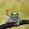 Funny Baby Frog