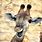 Funny Baby Giraffe