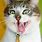 Funny Cat PC Wallpaper
