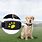 GPS Tracking Device for Dogs