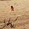 Giant Sand Spider