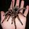 Giant Tarantula Spider