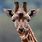 Giraffe Smile