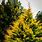 Golden Cypress Tree