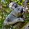 Gray Koala