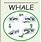 Gray Whale Life Cycle