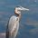 Great Blue Heron Photography