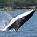 Great Humpback Whale