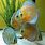 Green Discus
