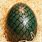 Green Dragon Egg