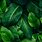 Green Plant Wallpaper HD