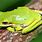 Green Tree Frog Care