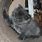 Grey Manx Cat Fluffy