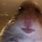 Hamster Staring at Camera Meme