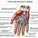 Hand Anatomy Netter