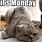 Happy Monday Pet Meme
