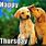 Happy Thursday Puppies