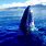 Hawaiian Whale