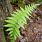 Hay-Scented Fern