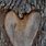 Heart Carved Tree