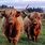 Highland Cattle Farm
