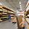 Home Depot Lumber Aisle